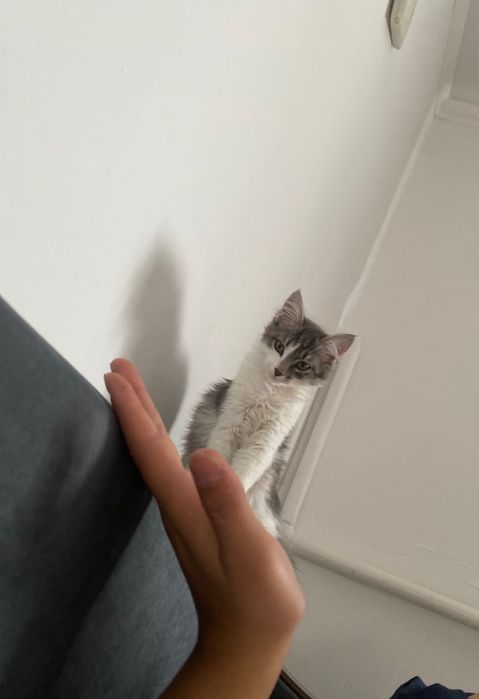 Мысык, ул мысык.