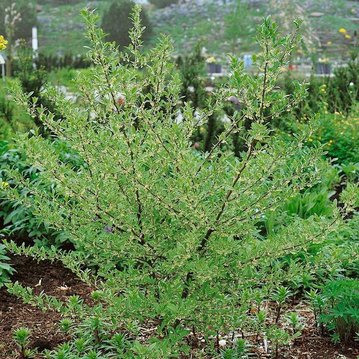 Пуантила - Pointilla