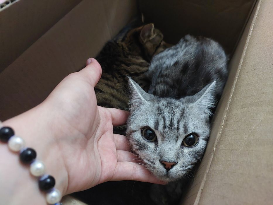 Кошечки Бесплатно