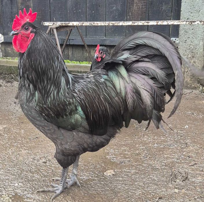 Vând cocoși crescuți bio