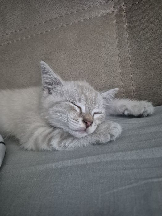 Отдам котёнка девочку