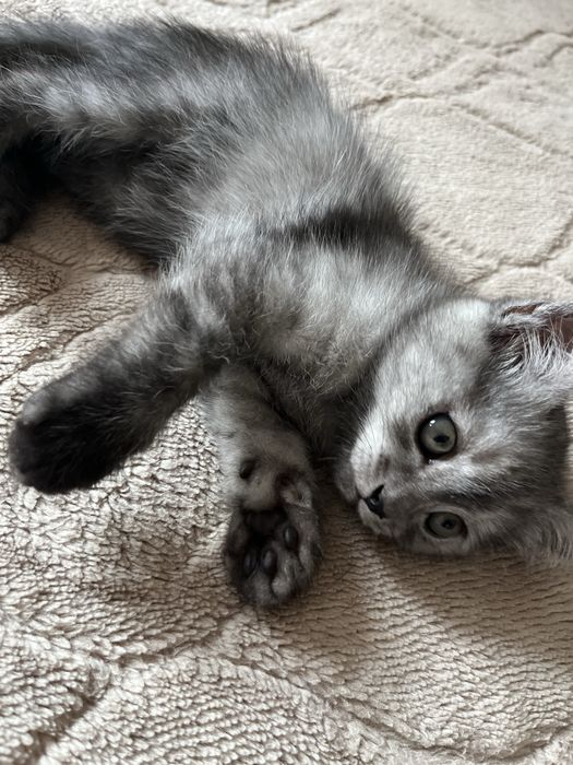 Шотладские котята