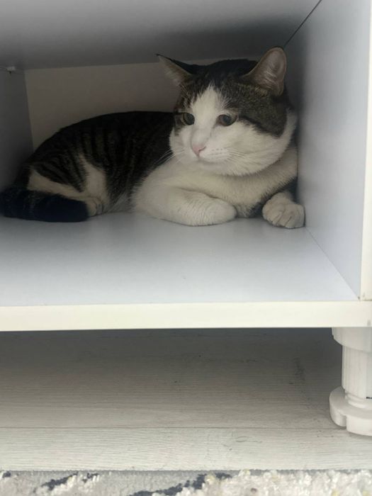 ВЯЗКА Европейский короткошерстный Кот