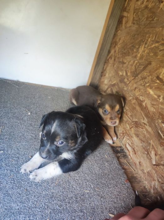 Охотничьи щенки полу Курцхаар даром