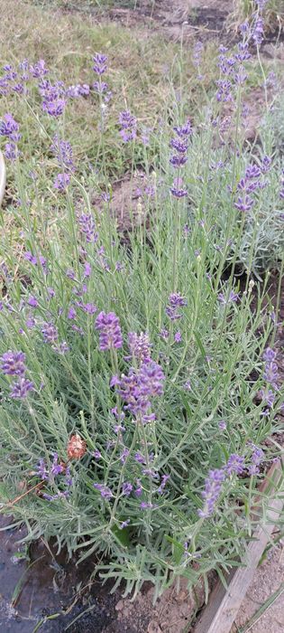 Лаванда фиолетовая