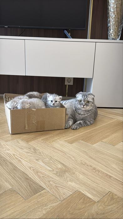 Котята скоттиш фолд вислоухий