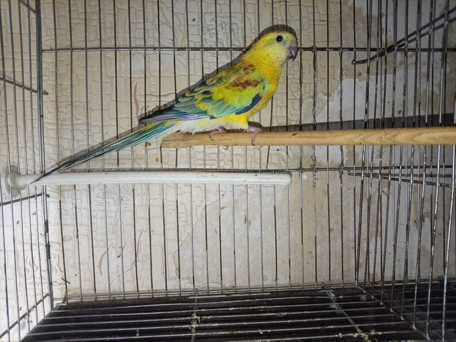 ПЕВЧИЙ. Попугай певчий
