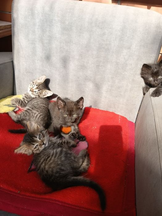 Отдам котят в хорошие руки