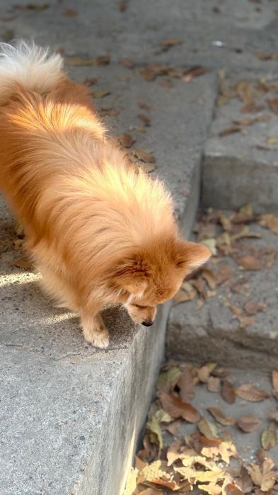 Пропала собака украли