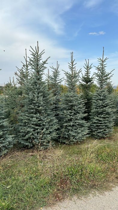 Ели туи тополя сосны