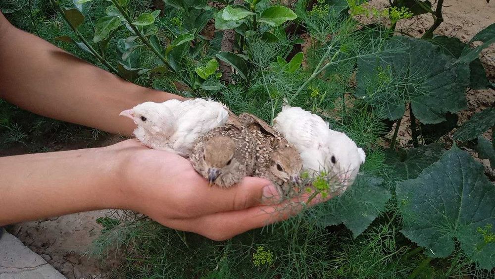 Белая куропатка (ок каклик) oq kaklik