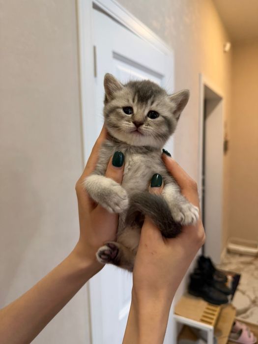 Шотланские пушистики серебро