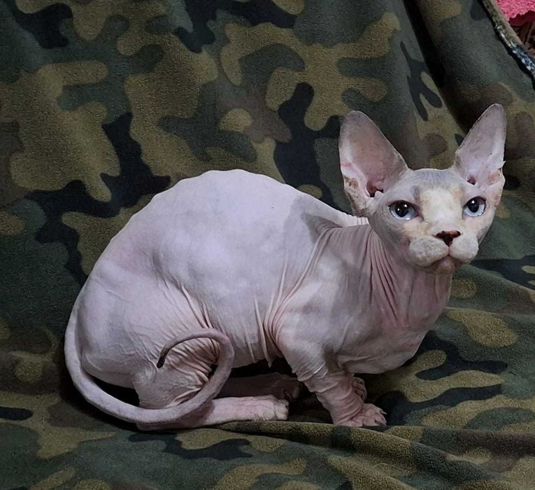Кошечка  Бамбино