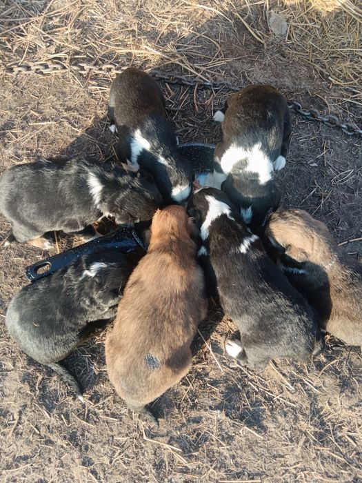 Щенятки ищут добрых хозяев