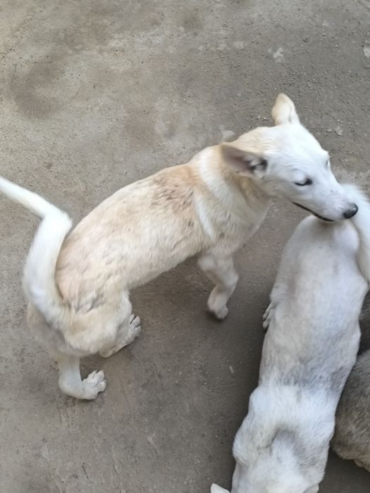 Продам щенков охотничьих