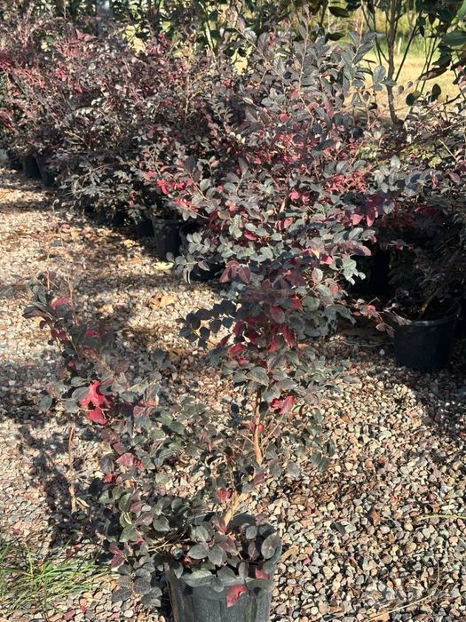 Loropetalum Turkiya