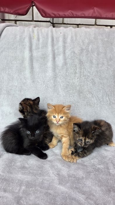 Отдам котят в добрые руки