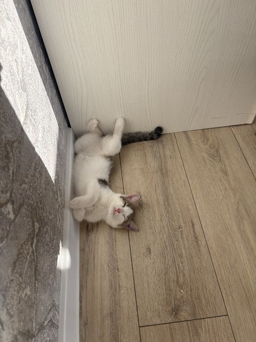 Котёнок бесплатно