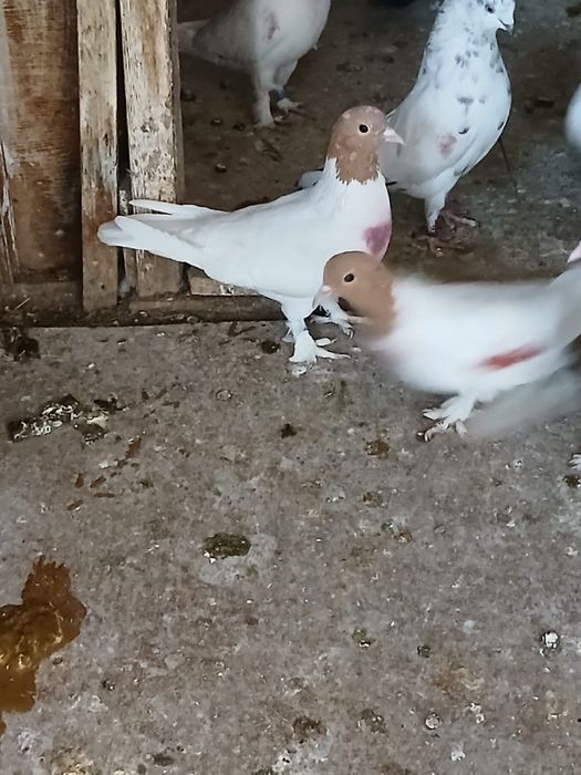 Голуби головастики