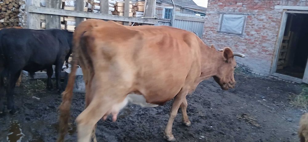 Продам корову старая в запуске