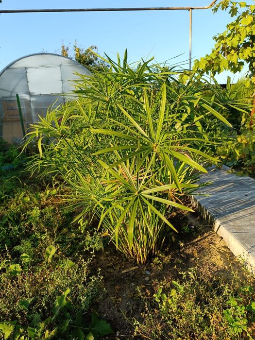 Продам циперус комнатный цветок.