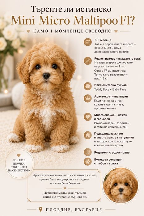 Малтипу момче Maltipoo F1 Teacup/пудел Teddy. VIP ultra mini micro