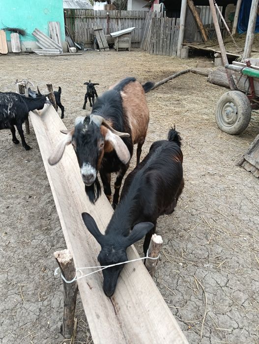 Vând țap anglonubian .