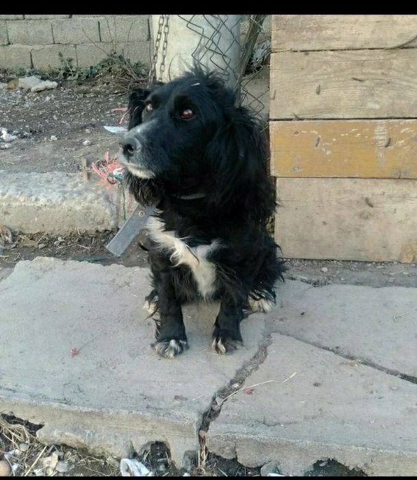 Отдам в добрые руки. Бесплатно