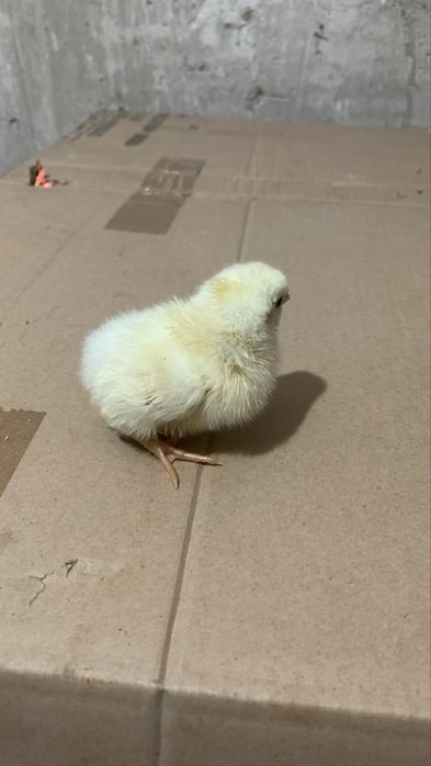 Серебристый Адлер жужалари сотилади