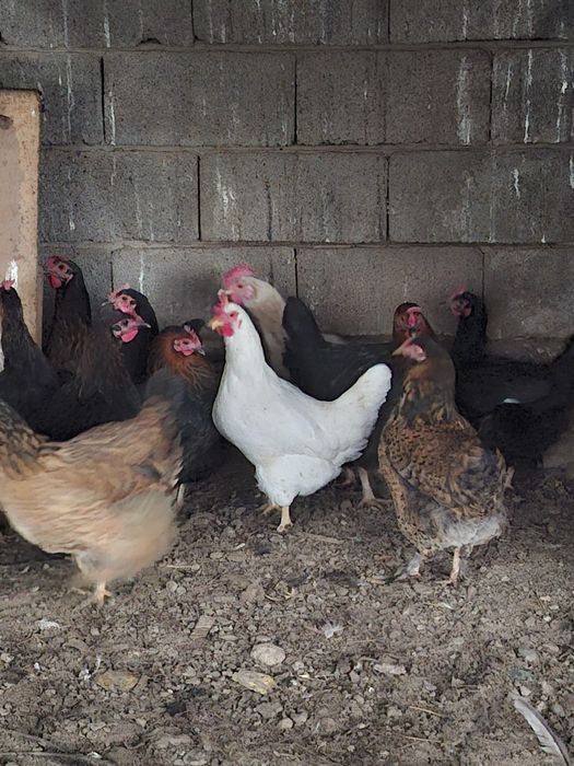 Тауық қоразымен 30 штук