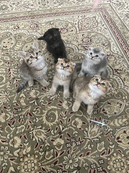 Продаю котенок дети золотая шиншилла + скоттиш-фолд