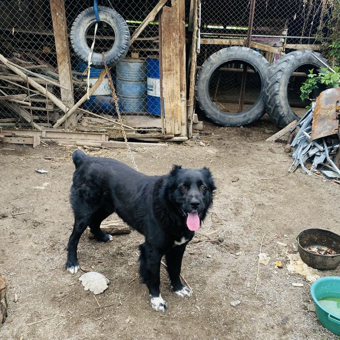 Прадам сабаку алайбай