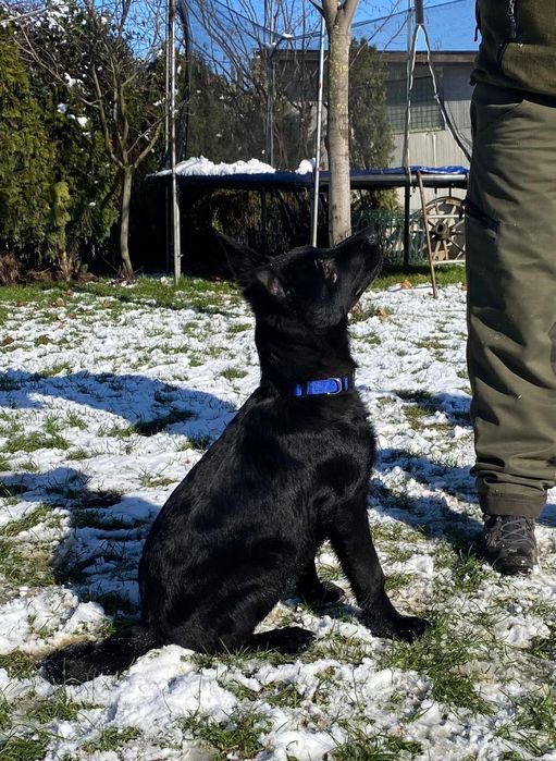 Pui ciobănesc german linie de lucru