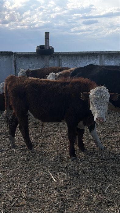 Продам 11 кастратов