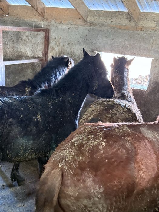 Жылқы 1.5-2жасар