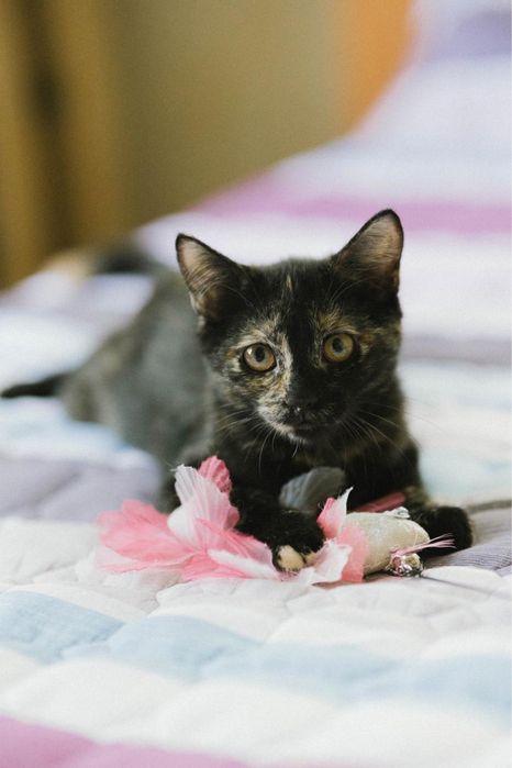 Котенок девочка ищет дом