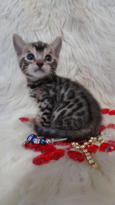 Продам бенгальских котят