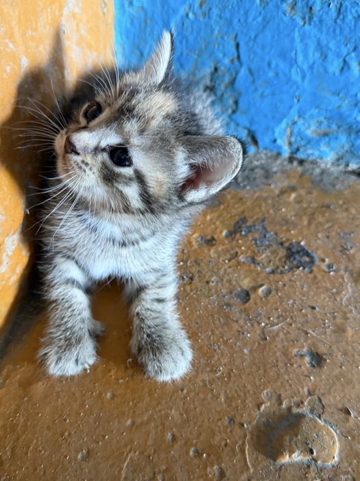 Отдам котенка бесплатно