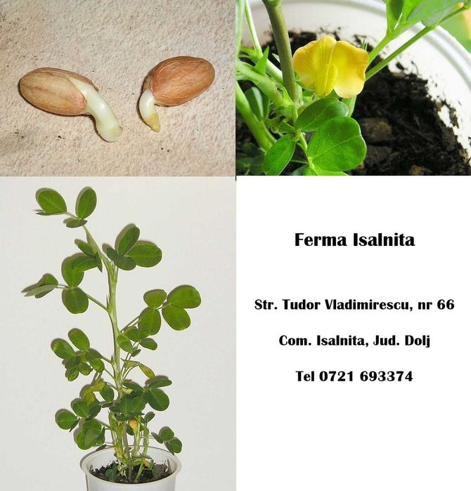 Semințe de alune de pământ arahide