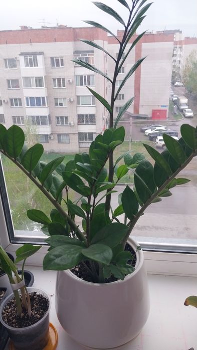 Продам  комнатные  цветы.