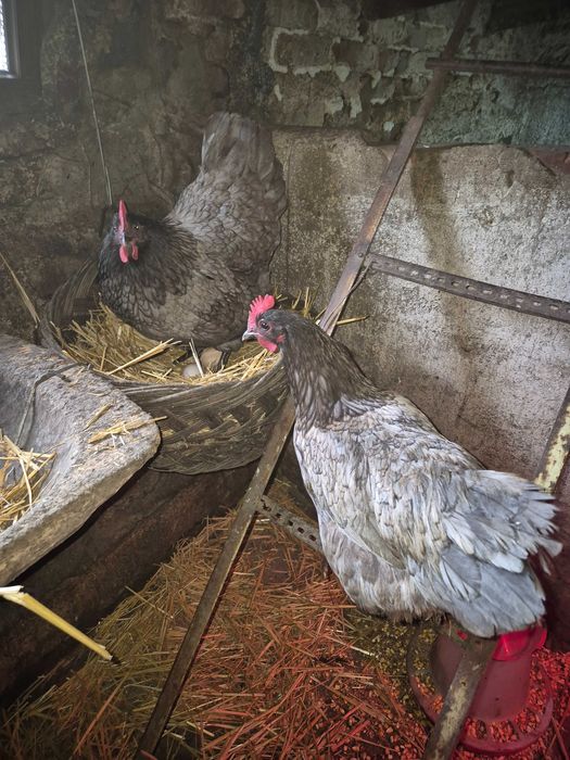 Vând ouă pentru incubat din rasa Australorp