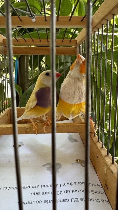 Амадина гульда