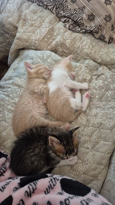 Подарявам  шепичка любов-5 малки, сладки котенца