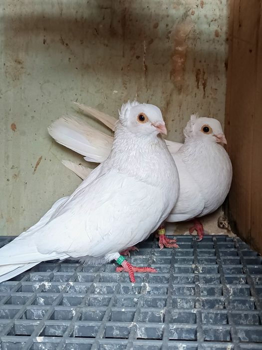 Jucatori de Galati Motati