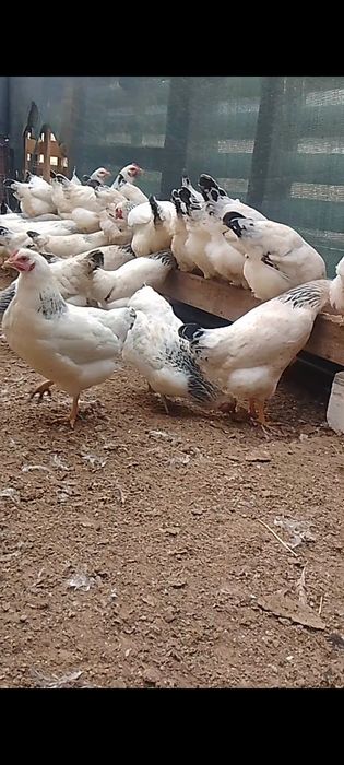 Adler tovuqlar sotiladi.