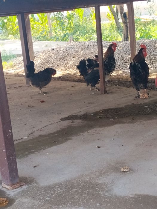 Екі пар японскийлер бар