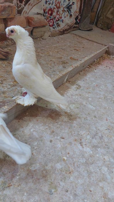 Голуби белый двухчубый самец кептер