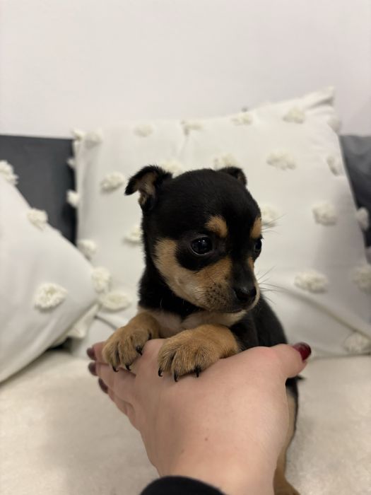 Продавам женски мини чиху-пинчер