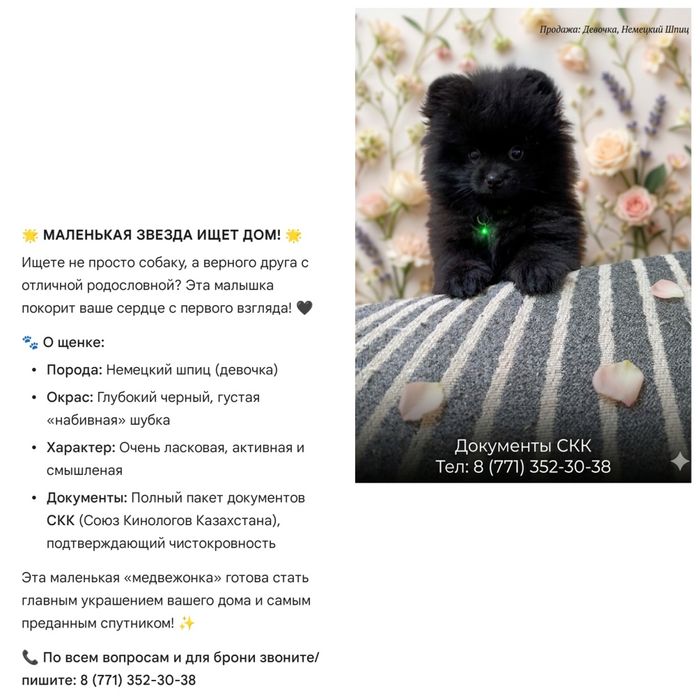 Продажа щенка Немецкий шпиц