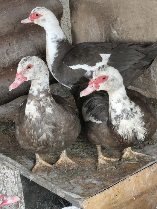 Селезень индоутки на племя